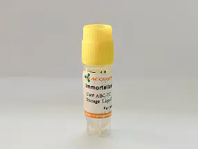 Immortalized Human Hepatocytes (IHH)