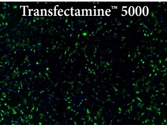 Transfection & Transfectamine™