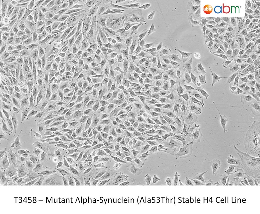 Mutant Alpha-Synuclein (Ala53Thr) Stable H4 Cell Line