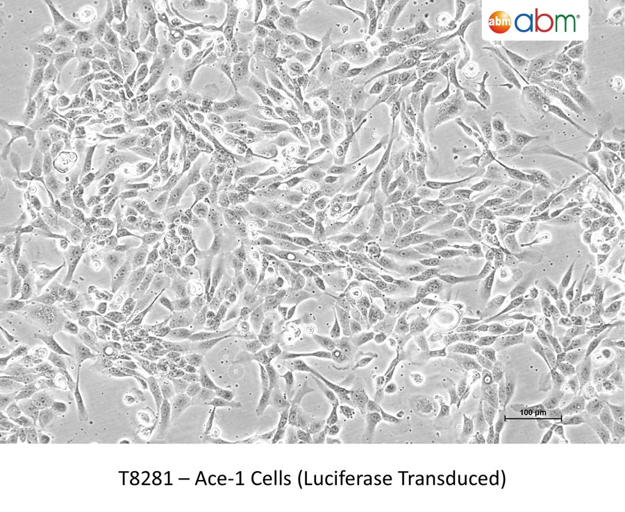 Ace-1 Cells (Luciferase Transduced)