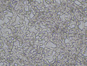 C4-2B Luciferase Reporter Cell Line