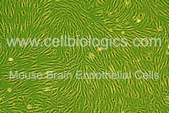 C57BL/6 Mouse Primary Brain Microvascular Endothelial Cells