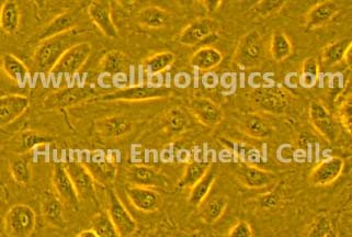 Human Primary Lung Microvascular Endothelial Cells