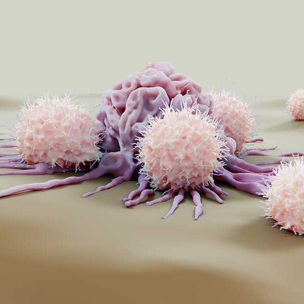 NK Cells