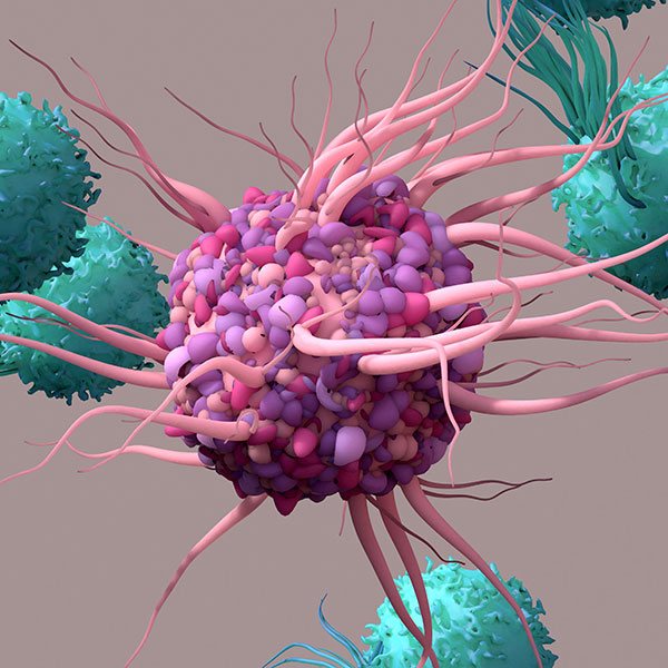 Pan CD3+ T Cells