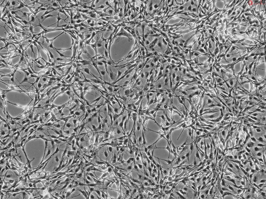 Rat Astrocytes